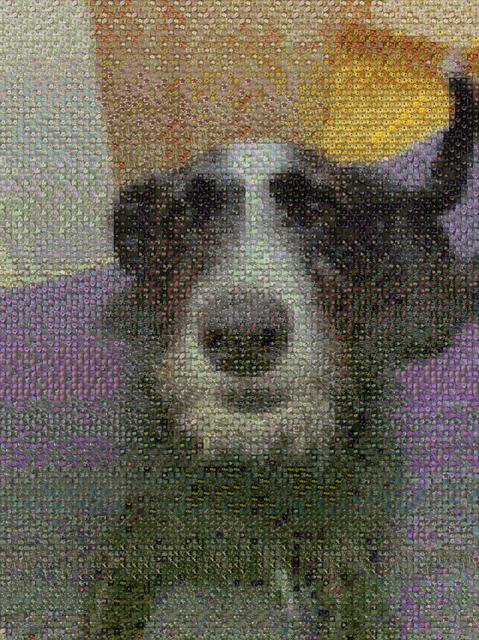 Mosaic portrait of Ash, a black and white dog, assembled from flower photographs