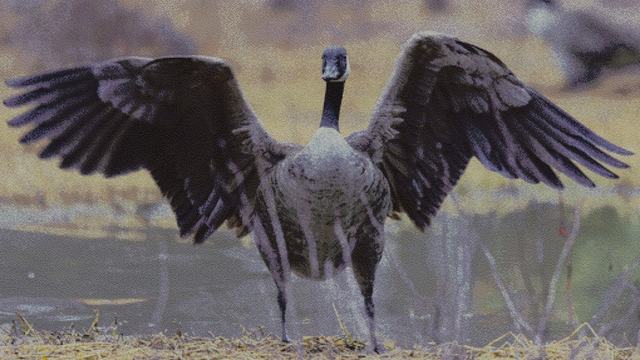 Mosaic of a sandhill crane with wings raised, assembled from flower photographs