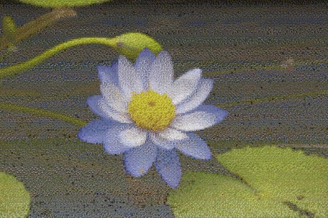 Mosaic of a blue water lily on a pond, assembled from bird photographs