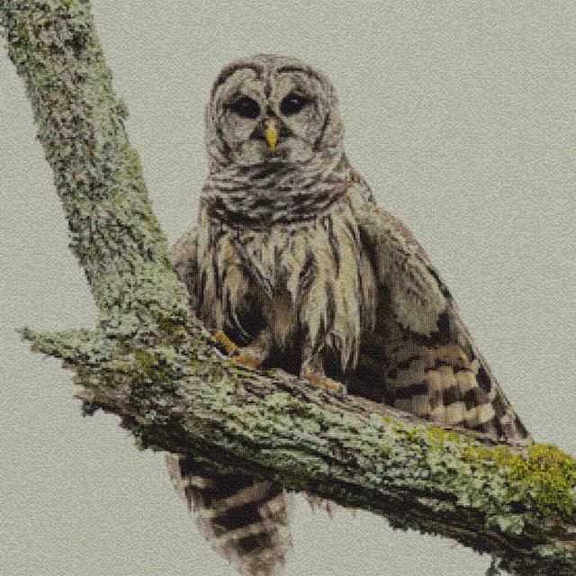 Mosaic of a barred owl on a mossy branch, assembled from flower photographs