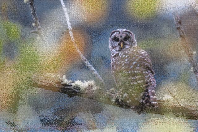 Mosaic of a barred owl on a mossy branch, assembled from bird photographs