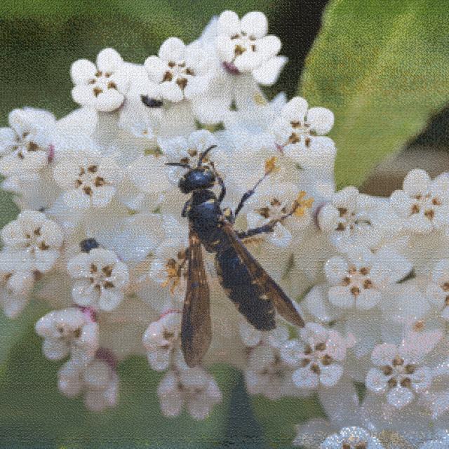 Mosaic of a wasp on white milkweed flowers, assembled from bird photographs